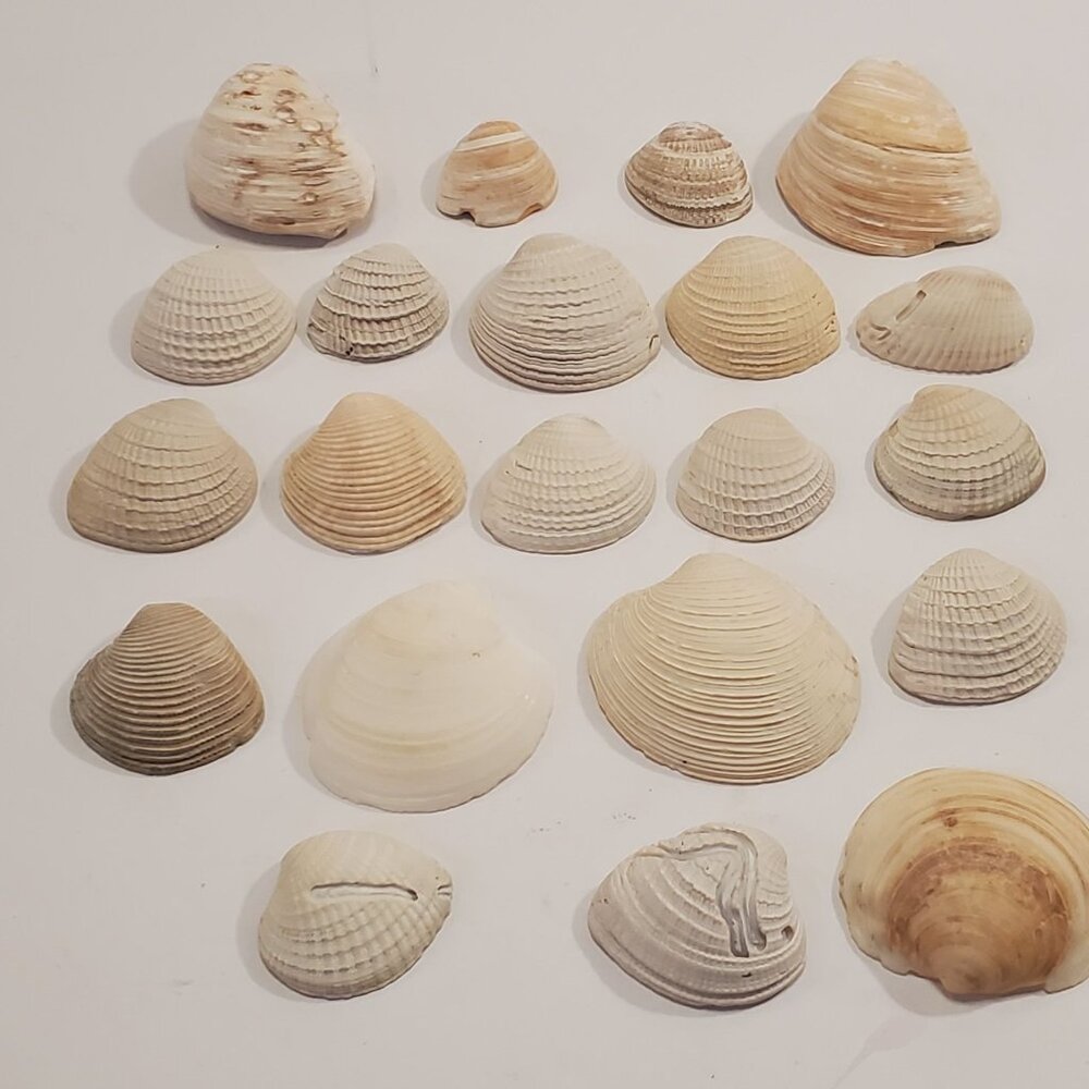 Natural Clam Sea Shells Atlantic Ocean Beach Collection Home Decor
